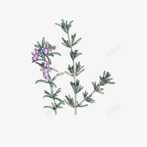 手绘两枝开花的迷迭香插画png免抠素材_新图网 https://ixintu.com 开花 手绘 手绘迷迭香 插图 植物 草本 药草 调料 迷迭香 食物 香料