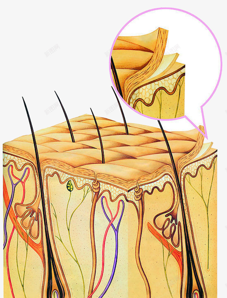 皮肤层细胞png免抠素材_新图网 https://ixintu.com 医学插图 毛囊 汗腺细胞 皮肤结构