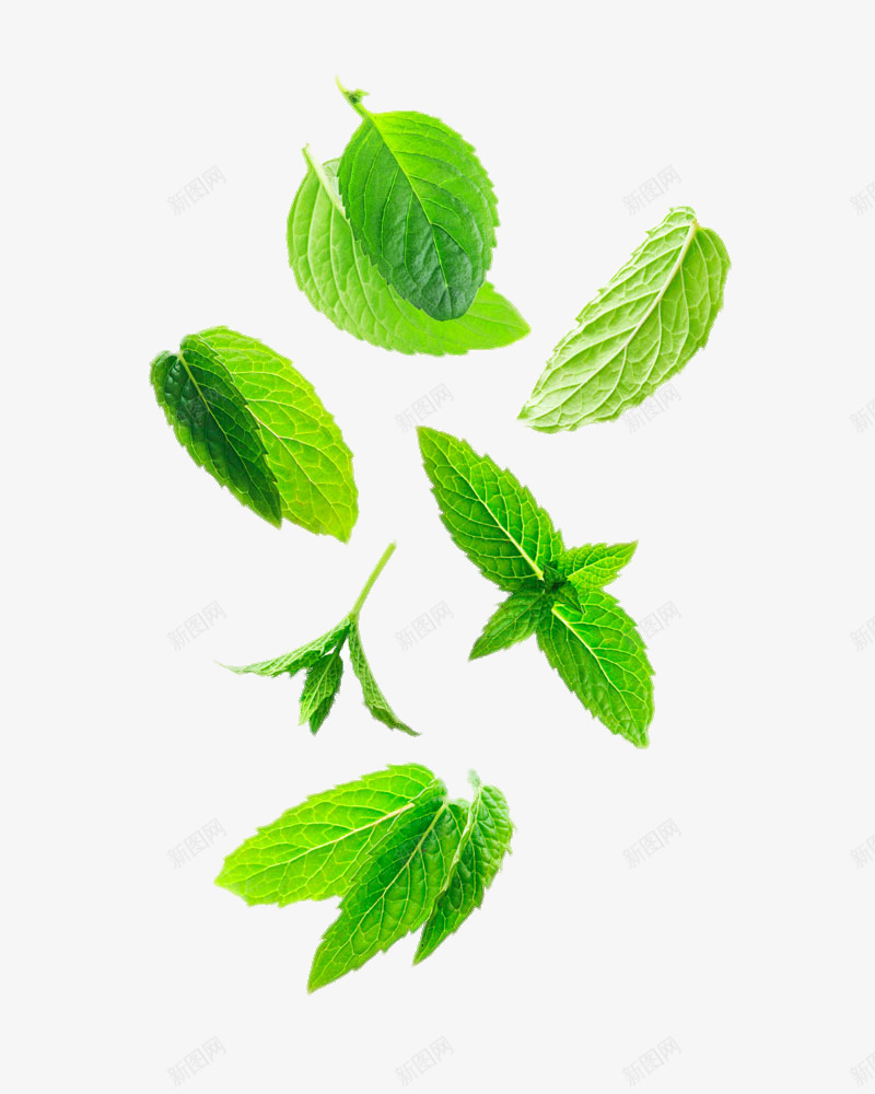 创意飞舞飘落的薄荷叶png免抠素材_新图网 https://ixintu.com 创意 荷叶 飘落 飞舞 飞舞薄荷叶