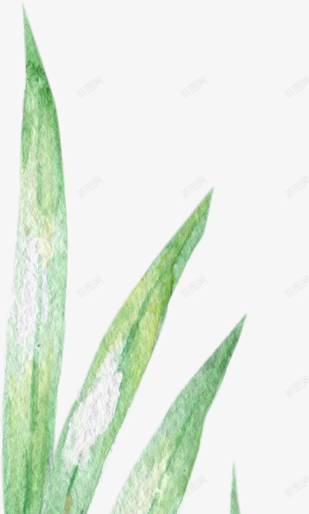 手绘水彩一片长树叶png免抠素材_新图网 https://ixintu.com 手绘 手绘水彩树枝树叶 树叶 树枝 水彩 清新风 绿色