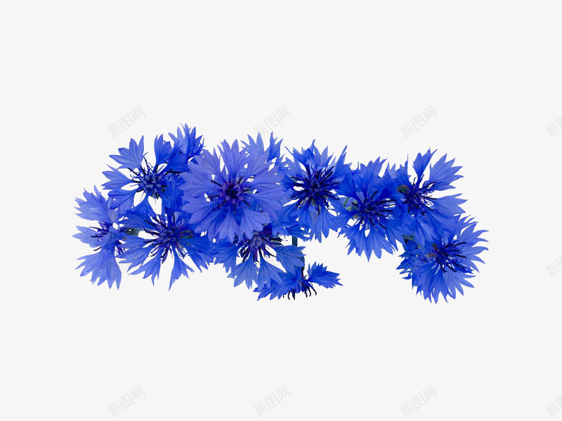 矢车菊花朵png免抠素材_新图网 https://ixintu.com 免抠 实物 春天 矢车菊 花朵 花束 花枝 花瓣 花草 野菊花