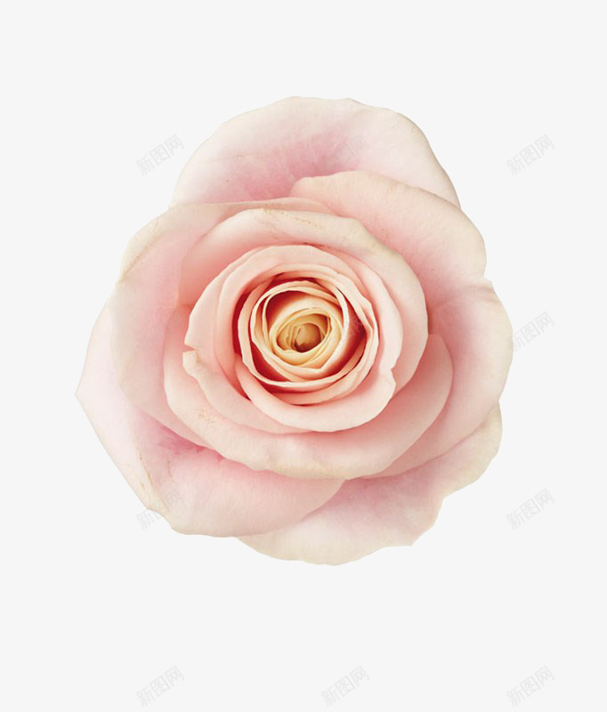 粉色玫瑰png免抠素材_新图网 https://ixintu.com 实物 月季花 玫瑰花 粉玫瑰花瓣 粉色 粉色玫瑰 花 花卉 花朵 花瓣 高清图片