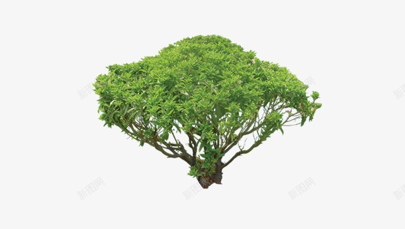 绿色树木png免抠素材_新图网 https://ixintu.com 商业街区图片 商业街图片 园林景观设计 园林植物 树素材图片 植物平面贴图 花卉植物圆环素材 购物广场图片 造型树