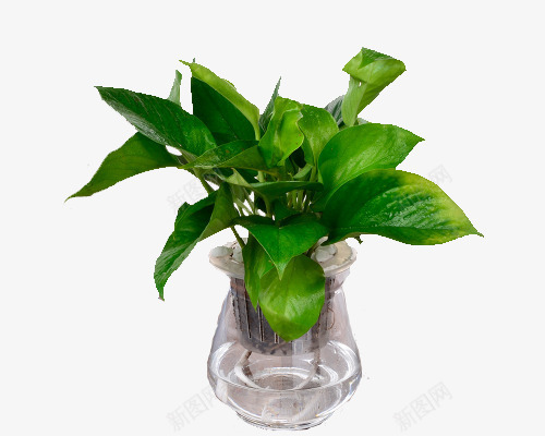 绿萝水培png免抠素材_新图网 https://ixintu.com 净化空气 植物 水培 水培植物 清新 绿色 绿萝 装饰