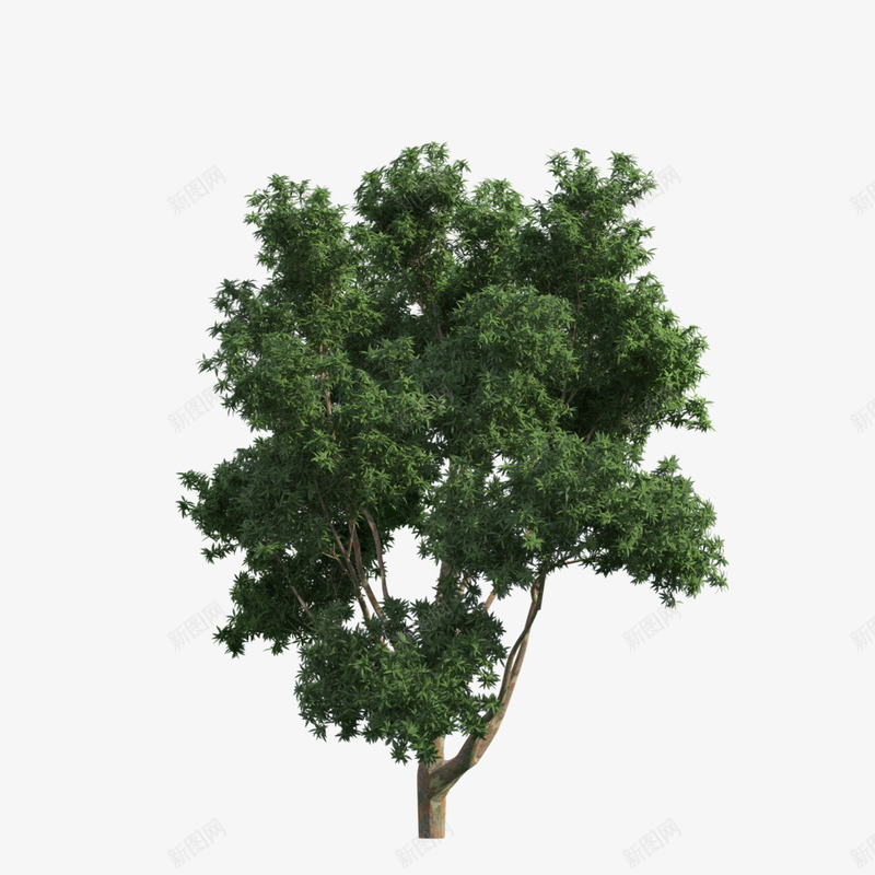 立面树植物大树png免抠素材_新图网 https://ixintu.com psd植物立面 大树 植物 立面