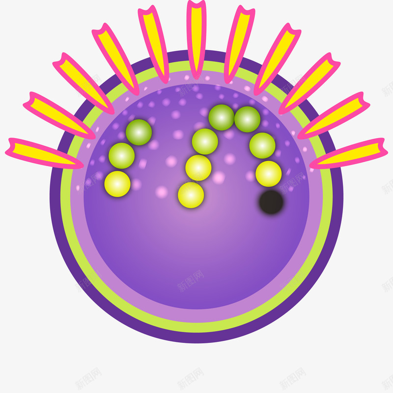 紫色细胞分裂png免抠素材_新图网 https://ixintu.com 显微镜 生物医疗 生物学 生物研究 真菌 细胞 细胞高清大图 细菌 细菌结构 蛋白质细胞