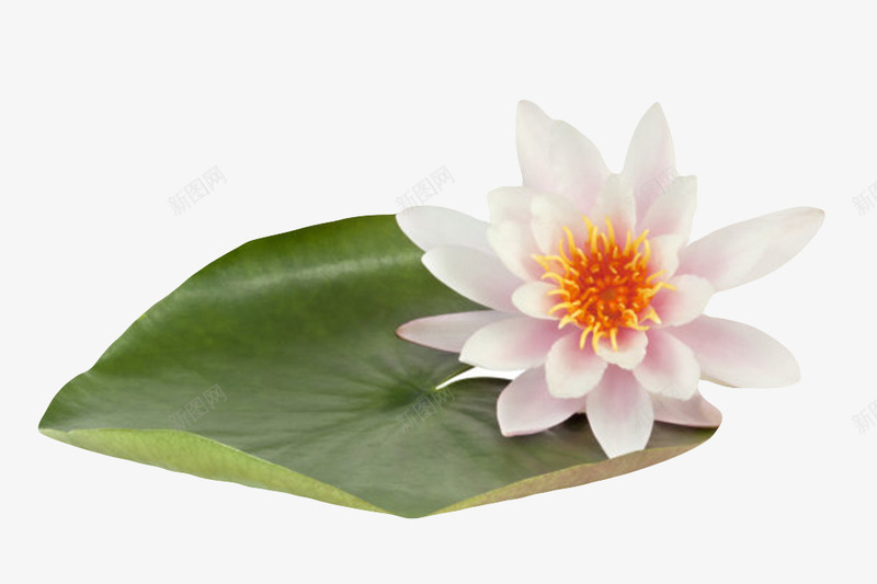 白色纯洁的在荷叶上的水芙蓉实物png免抠素材_新图网 https://ixintu.com 印度国花 叶子 山龙眼目 水旦 水生植物 水芙蓉 浮水生物 盛开 芙蓉 芙蕖 茂盛 荷叶 鞭蕖