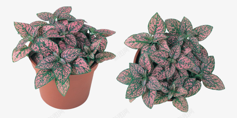 盆栽植物png免抠素材_新图网 https://ixintu.com 叶子 植物 盆栽 绿植 花卉