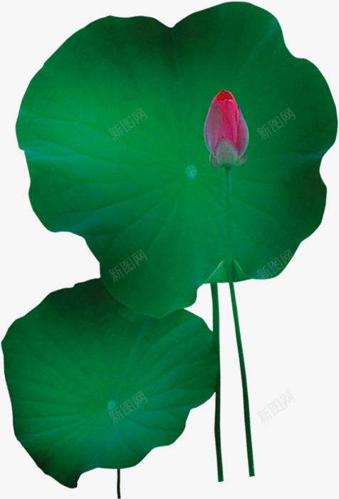 植物夏日荷叶效果png免抠素材_新图网 https://ixintu.com 夏日 效果 植物 荷叶