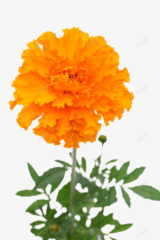 黄色万寿菊png免抠素材_新图网 https://ixintu.com 万寿菊 植物 花卉 花草 菊花 黄色