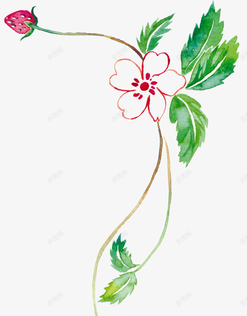 草莓藤png免抠素材_新图网 https://ixintu.com 手绘 果实 水彩 绿叶
