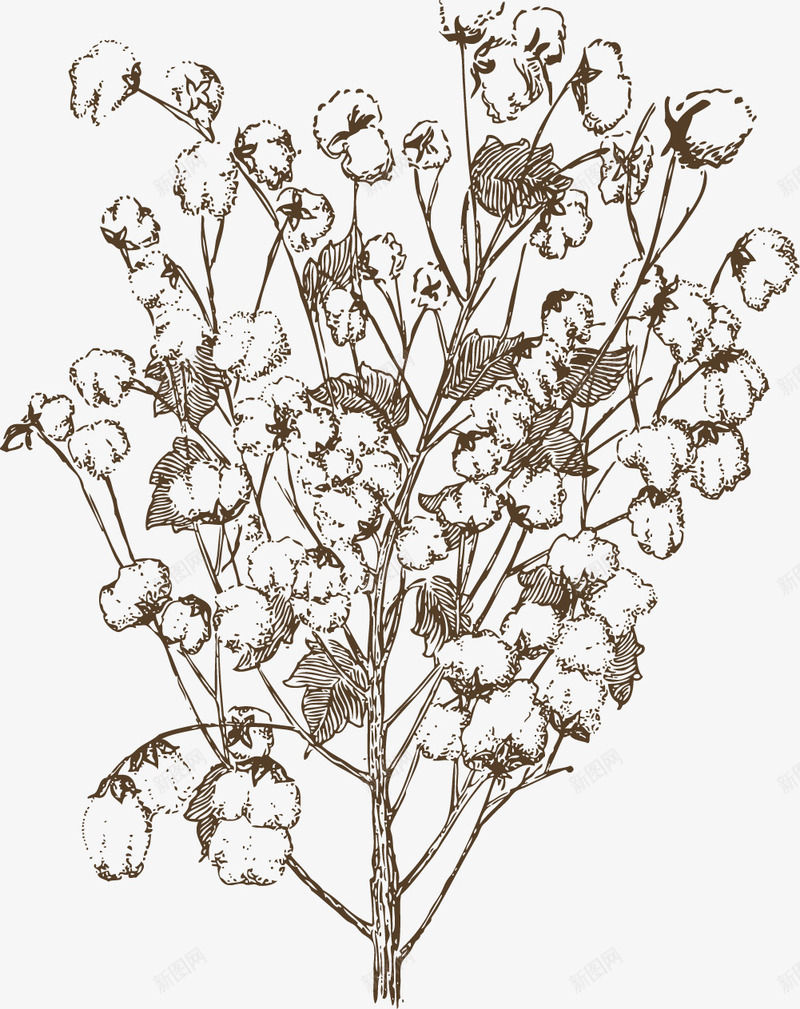 手绘种植的白色棉花png免抠素材_新图网 https://ixintu.com 手绘 手绘棉花 棉花 白色棉花 种植的棉花 雪白的棉花 饱满的棉花