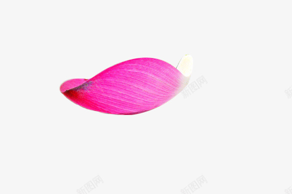 荷花瓣png免抠素材_新图网 https://ixintu.com 植物 粉色 花卉 花朵 莲花