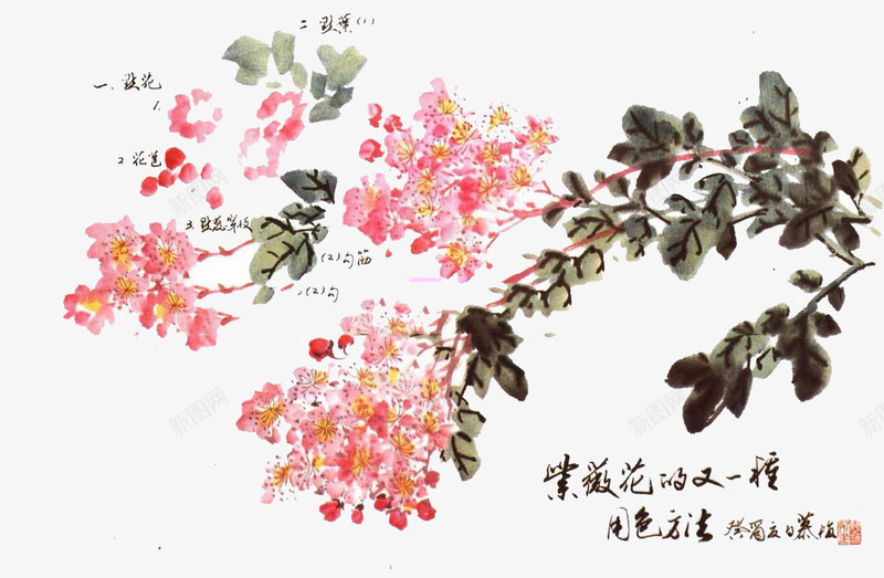 紫薇花png免抠素材_新图网 https://ixintu.com 插画 粉红色 紫薇 紫薇花