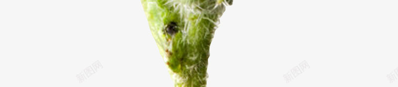 蓝色草本植物带梗的琉璃苣实物png免抠素材_新图网 https://ixintu.com 免扣 免费下载 植物 琉璃苣 草本 蔬菜 调味料 黄瓜香味