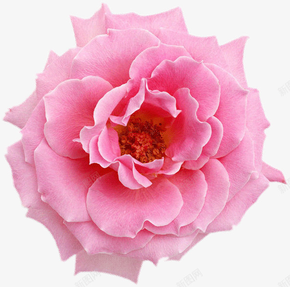 浅红色花朵牡丹花png免抠素材_新图网 https://ixintu.com 浅红 牡丹花 花朵