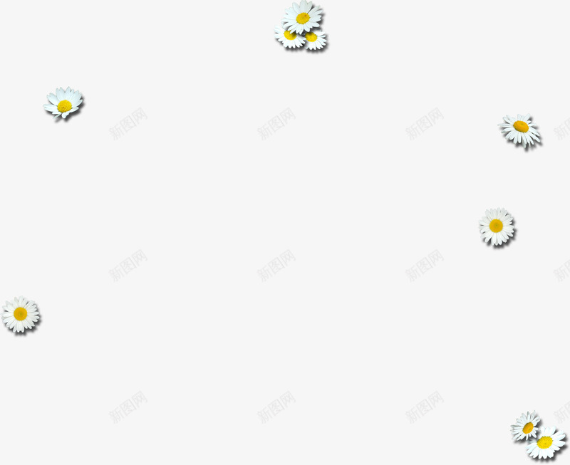 白色清新小菊花创意元素png免抠素材_新图网 https://ixintu.com 元素 创意 清新 白色 菊花