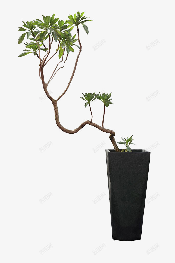 盆栽png免抠素材_新图网 https://ixintu.com 树 盆景 绿色 花盆
