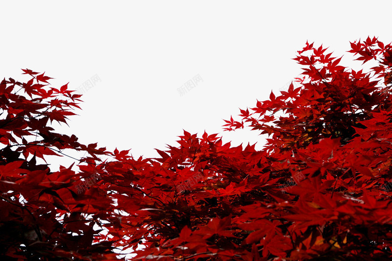 红色枫叶美景png免抠素材_新图网 https://ixintu.com 收获的季节 日本枫叶 海报 海报素材 画报 秋天 风景