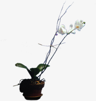 手绘花卉盆栽png免抠素材_新图网 https://ixintu.com 图片 盆栽 花卉