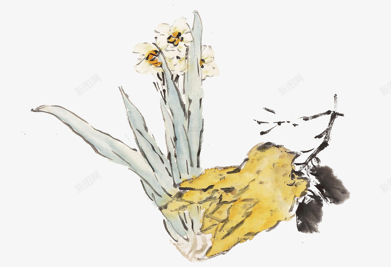 水仙花和黄色佛手瓜设色国画png免抠素材_新图网 https://ixintu.com 中国风 佛手瓜 国画 水仙花 水墨花鸟 设色 黄色