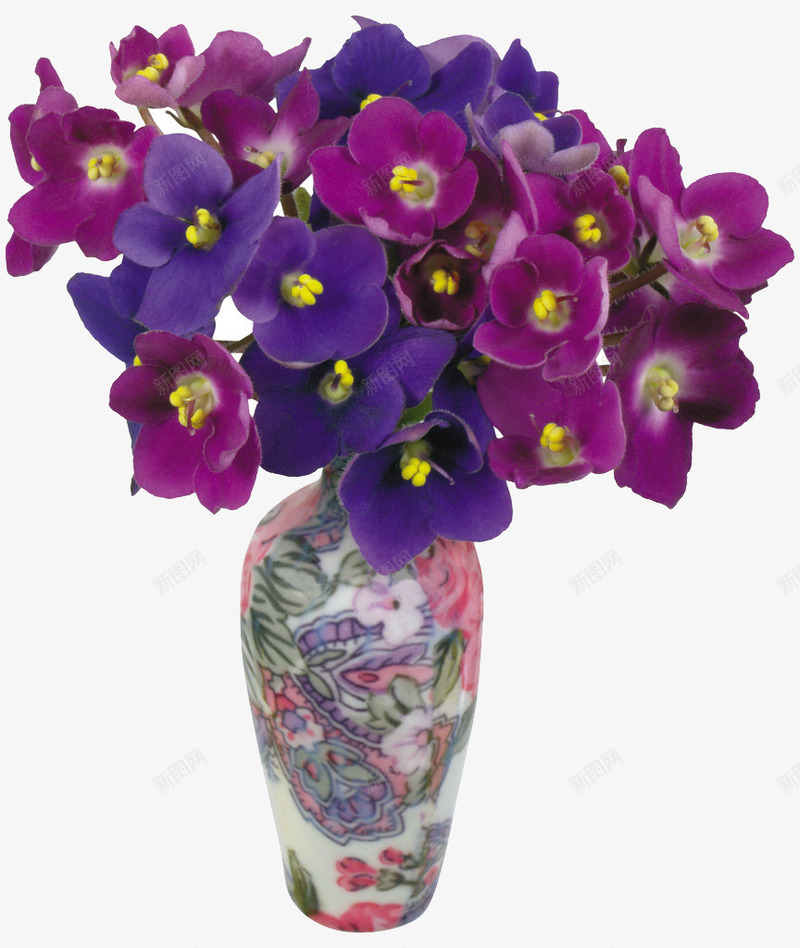 紫罗兰花png免抠素材_新图网 https://ixintu.com 盆栽 紫罗兰 紫罗兰花 紫色 花朵