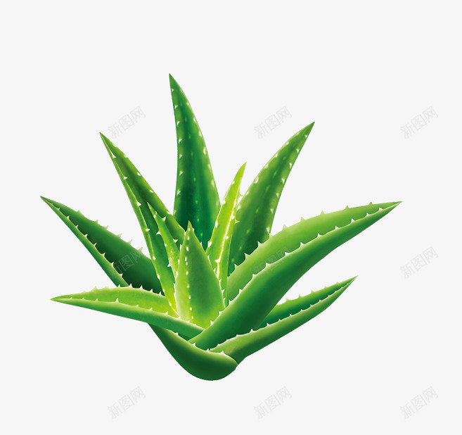 绿色盆栽png免抠素材_新图网 https://ixintu.com 植物 盆栽 绿色 芦荟 芦荟汁