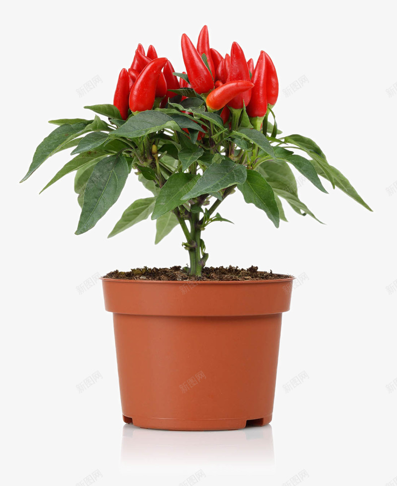 新鲜的红辣椒png免抠素材_新图网 https://ixintu.com 新鲜的红辣椒 新鲜蔬菜 红辣椒 蔬菜摄影