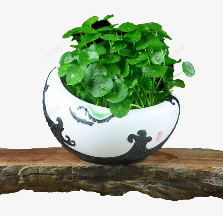 古朴金钱草盆栽png免抠素材_新图网 https://ixintu.com 古朴 植物 盆栽 绿植 金钱草