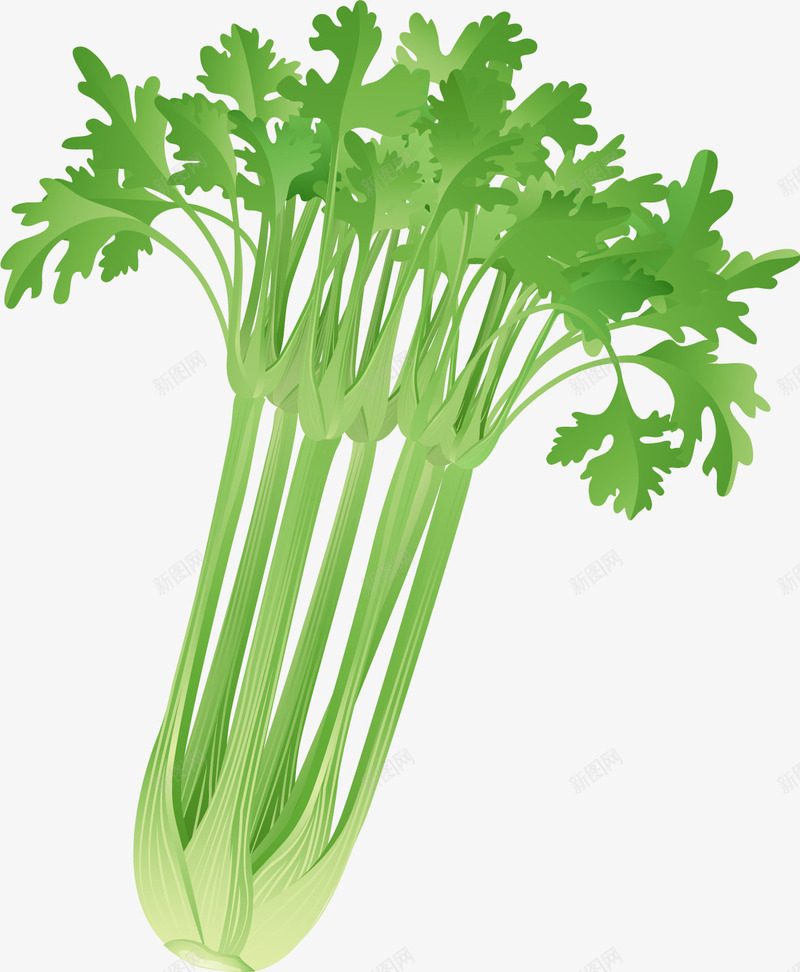 芹菜png免抠素材_新图网 https://ixintu.com 矢量芹菜 矢量蔬菜 西芹 食品