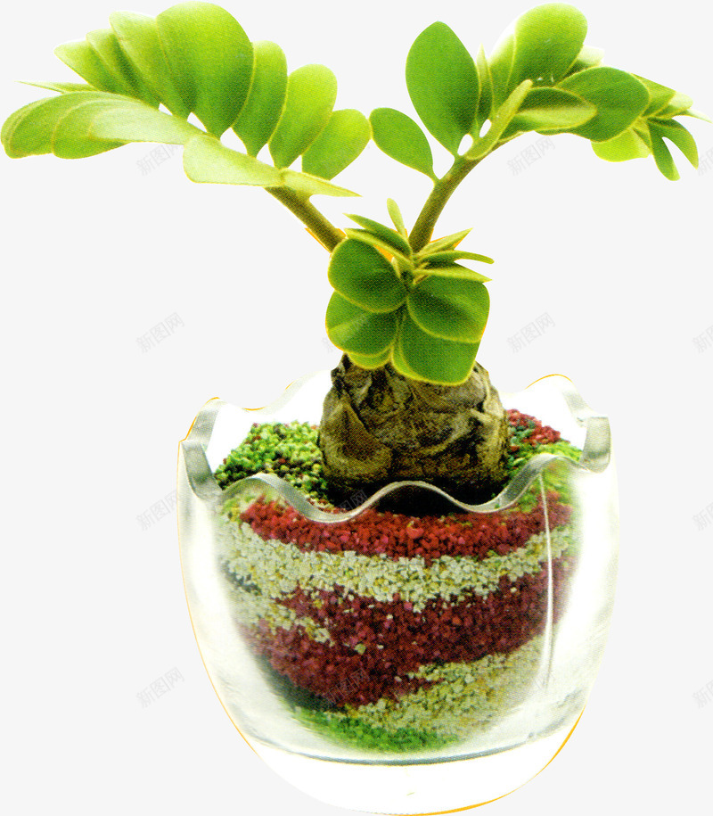 绿色春天盆栽植物png免抠素材_新图网 https://ixintu.com 春天 植物 盆栽 绿色
