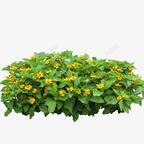 花png免抠素材_新图网 https://ixintu.com 挂饰 背景元素 背景图案 花 花朵 装饰图案