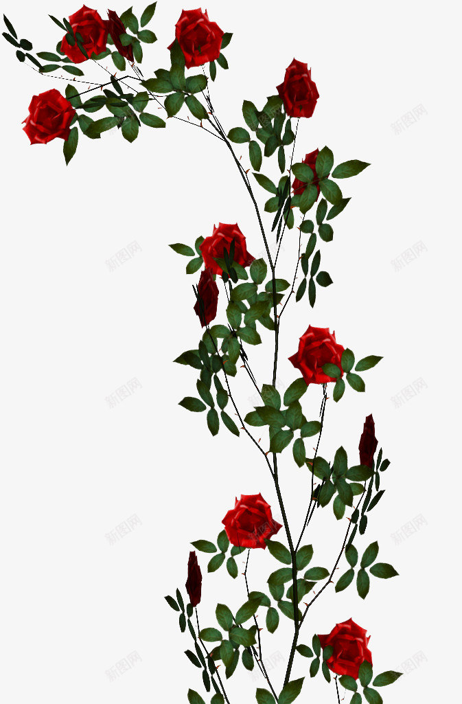 玫瑰花png免抠素材_新图网 https://ixintu.com 玫瑰 玫瑰花 玫瑰藤