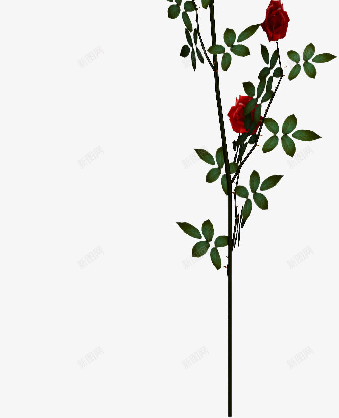 玫瑰花png免抠素材_新图网 https://ixintu.com 玫瑰 玫瑰花 玫瑰藤