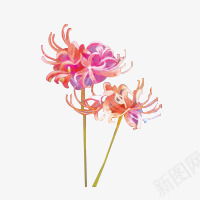 手绘粉黄色菊花装饰png免抠素材_新图网 https://ixintu.com 粉黄 菊花 装饰