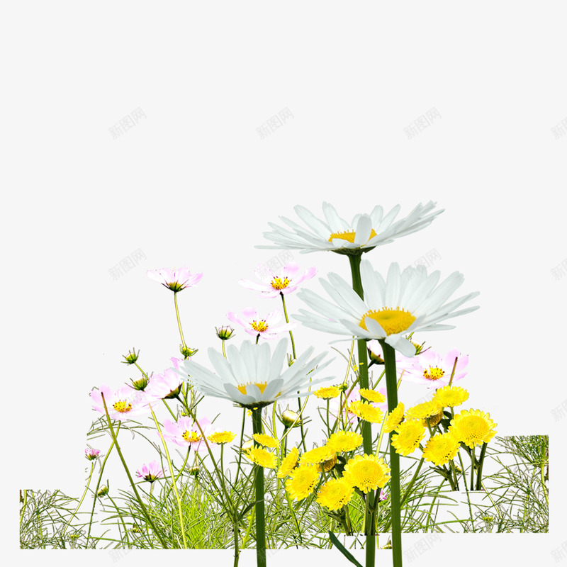 漂亮的小花png免抠素材_新图网 https://ixintu.com 清新 花草 雏菊 鲜花