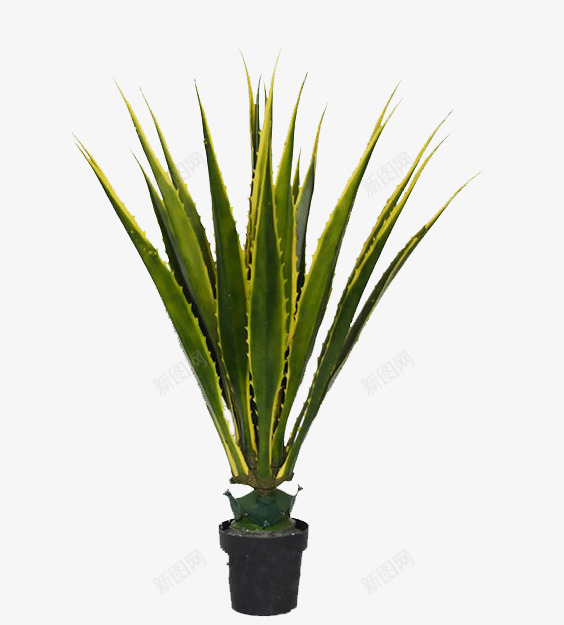 绿色虎皮兰盆栽png免抠素材_新图网 https://ixintu.com 室内净化植物 条状植物 绿色盆栽 绿色虎皮兰 虎尾兰