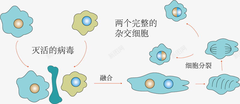 用灭活病毒诱导动物细胞融合png免抠素材_新图网 https://ixintu.com 手绘 教学 生物 病毒 科学 蓝色