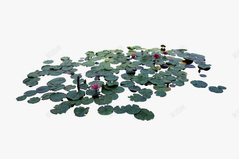 一片荷叶png免抠素材_新图网 https://ixintu.com PNG PNG免费下载 PNG图片 水池 荷叶