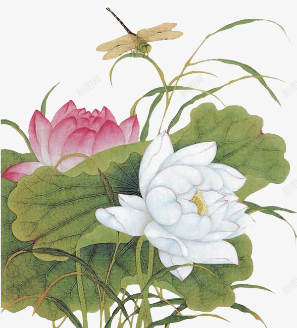 荷花蜻蜓png免抠素材_新图网 https://ixintu.com 夏日景象 手绘 昆虫 益虫 粉色花朵 花草 荷叶 荷花 蜻蜓