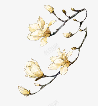 中国风花枝png免抠素材_新图网 https://ixintu.com 中国风 白色花朵 米白色的花 花枝 花蕾