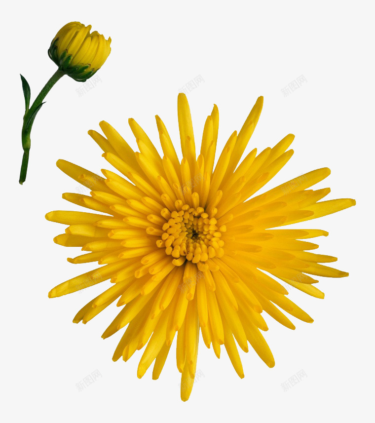 金色花朵png免抠素材_新图网 https://ixintu.com 太阳花 花 花朵 菊 菊花 鲜花 黄菊花