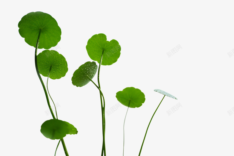 金钱草绿色植物png免抠素材_新图网 https://ixintu.com 叶子 植物 盆栽 装饰