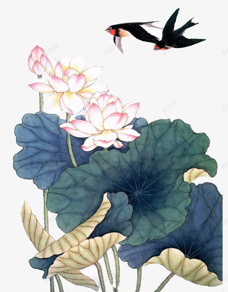 手绘中国风燕子荷花png免抠素材_新图网 https://ixintu.com 国风 燕子 荷花