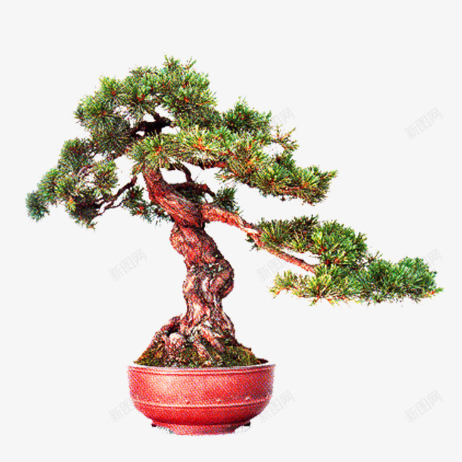 松树盆栽png免抠素材_新图网 https://ixintu.com 植物盆栽图片 盆栽