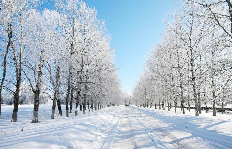 摄影合成效果白色的雪地森林png免抠素材_新图网 https://ixintu.com 合成 摄影 效果 森林 白色 雪地