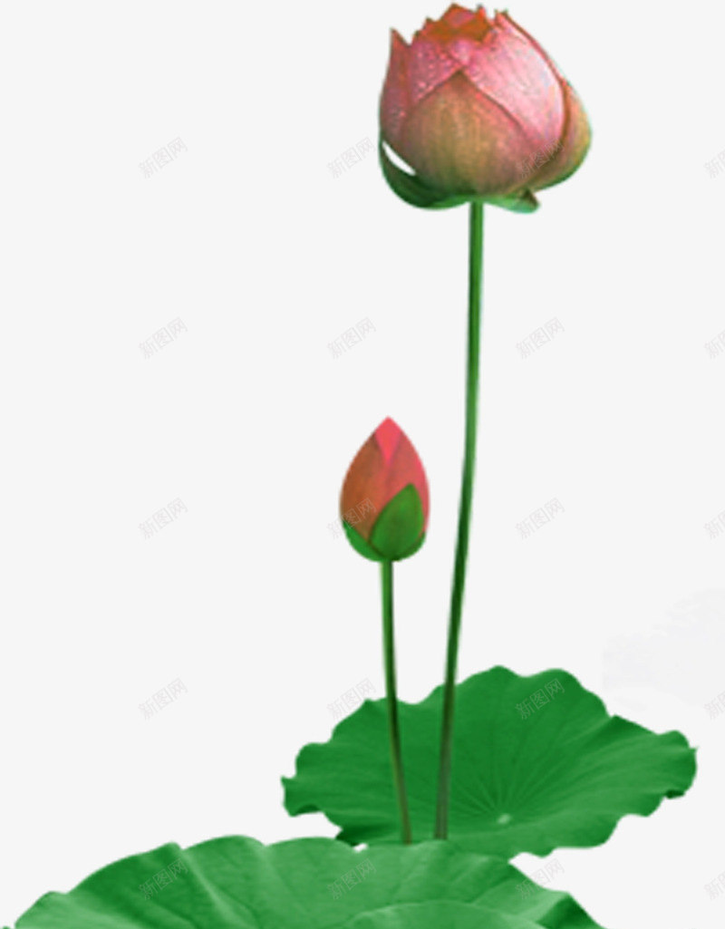 粉色荷花png免抠素材_新图网 https://ixintu.com 产品实物 未盛开的荷花 浪漫荷花 粉色荷花 花朵 花骨朵 荷叶 荷花 莲花