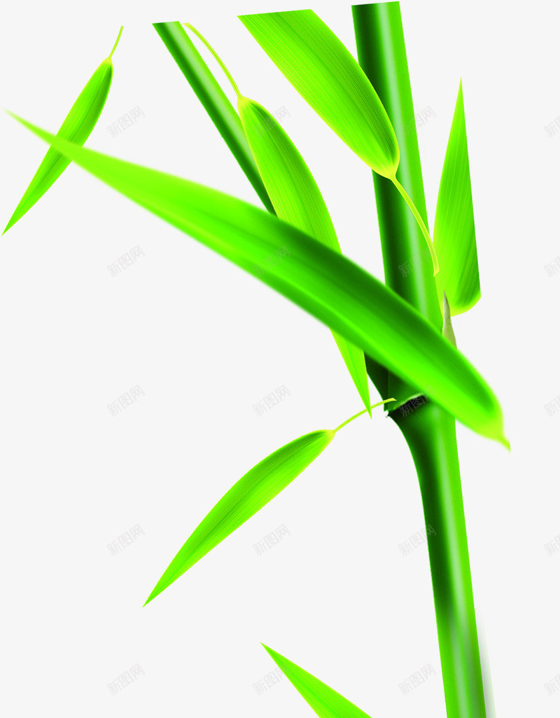 绿色竹叶叶子端午节png免抠素材_新图网 https://ixintu.com 叶子 端午节 竹叶 绿色