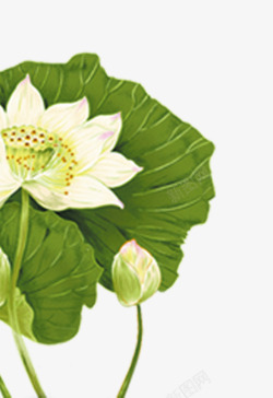 绿色荷叶白莲花装饰图案素材