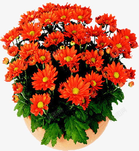 盆栽png免抠素材_新图网 https://ixintu.com 园林中的植物 植物 盆 盆栽 红菊花 花瓶 花盆
